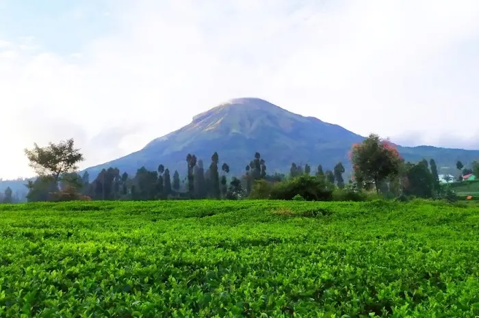 Agrowisata Perkebunan Teh Tambi